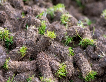 Is There A Bad Time to Aerate Your Lawn?
