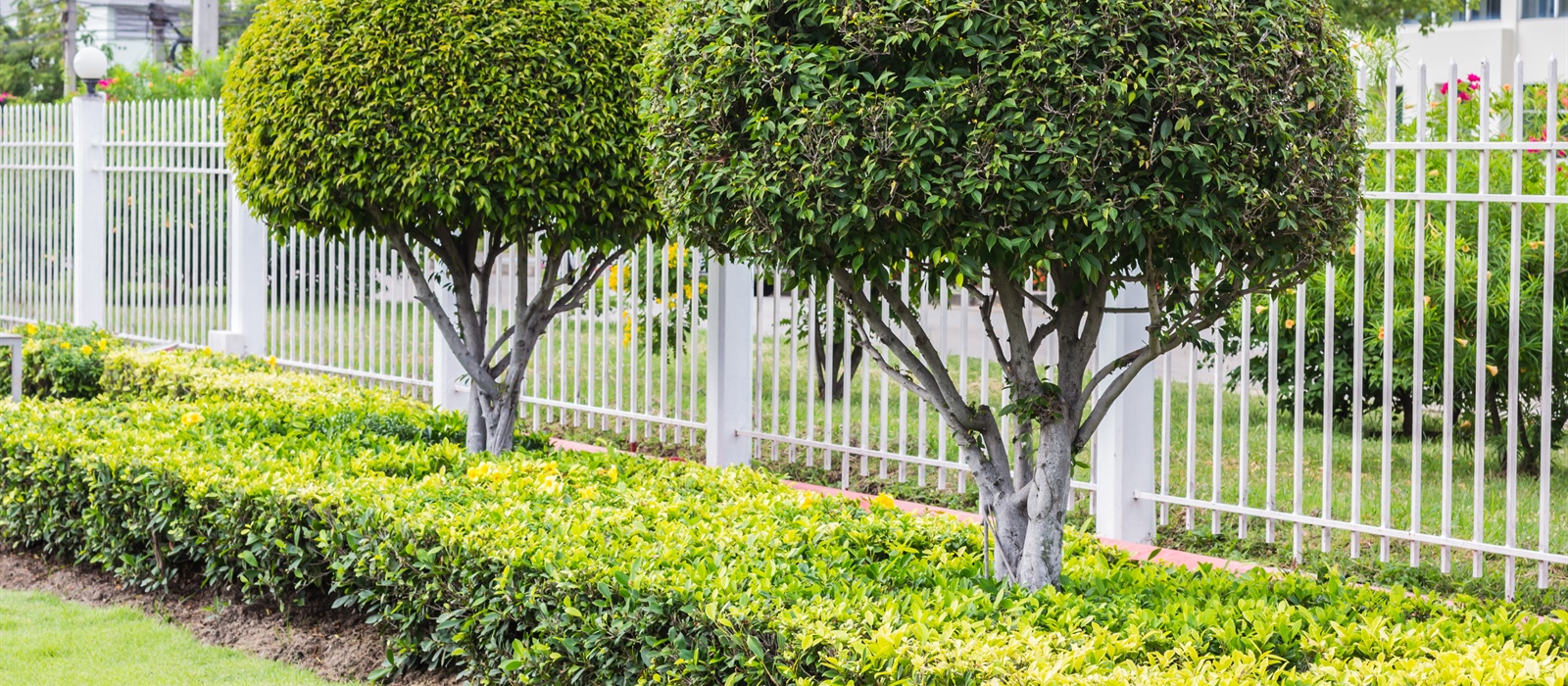 Privacy Landscaping: How to Blend Fencing with Natural Barriers