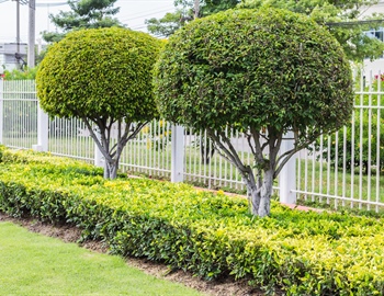 Privacy Landscaping: How to Blend Fencing with Natural Barriers