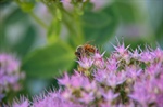 These 5 Flowers Are Perfect for Attracting Native Bees