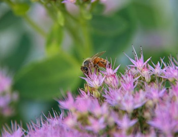 These 5 Flowers Are Perfect for Attracting Native Bees