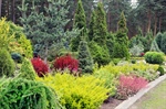 Minnesota Shrubs for All Seasons