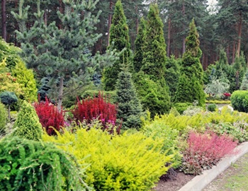 Minnesota Shrubs for All Seasons