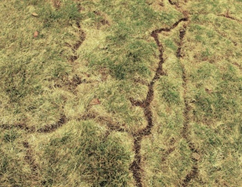The Importance of Spring Lawn Care