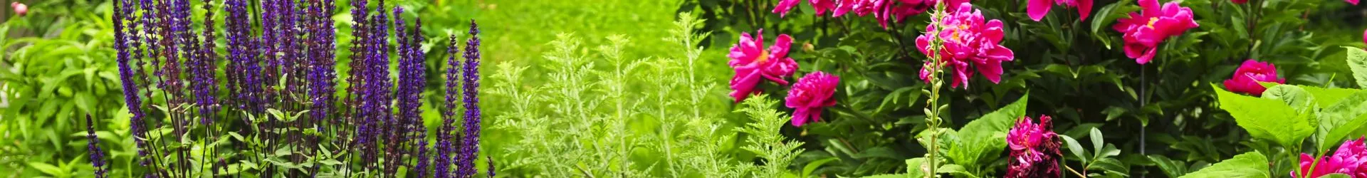 Landscaping Step Garden