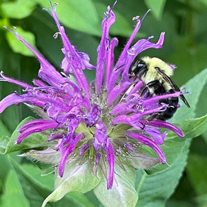 Bee Balm