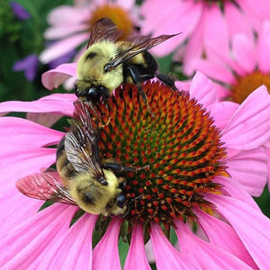 Bumblebee Cone Flower