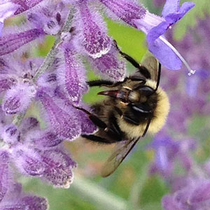 Bee on Russian Sage Flower