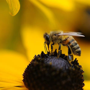 Bee on Black-Eyed Susan