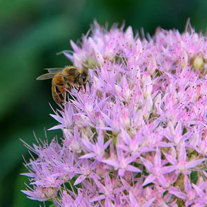 Bee on Sedum Flower